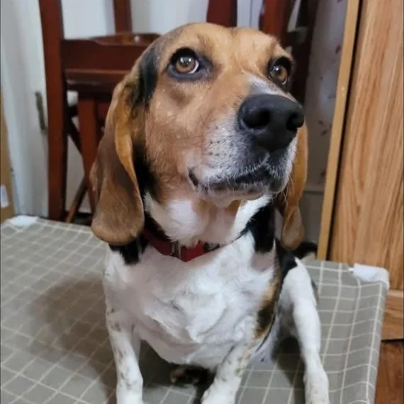 An adult medium-sized female Beagle dog named Jessie for adoption in Spring Hill, TN