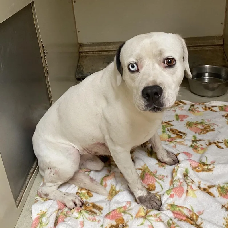 An adult medium-sized male White / Cream Mixed Breed dog named WAGSStray for adoption in Westminster, CA