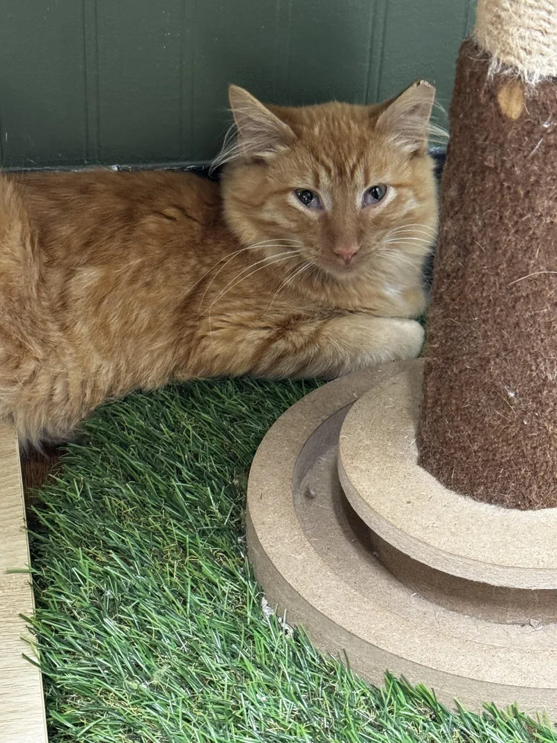 A baby small-sized male Domestic Long Hair cat named Butters for adoption in Bethel Park, PA