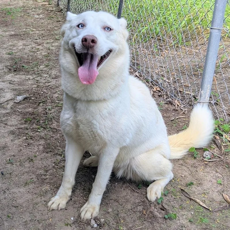 An adult medium-sized female Husky dog named Tinkerbell for adoption in Edinburg, TX