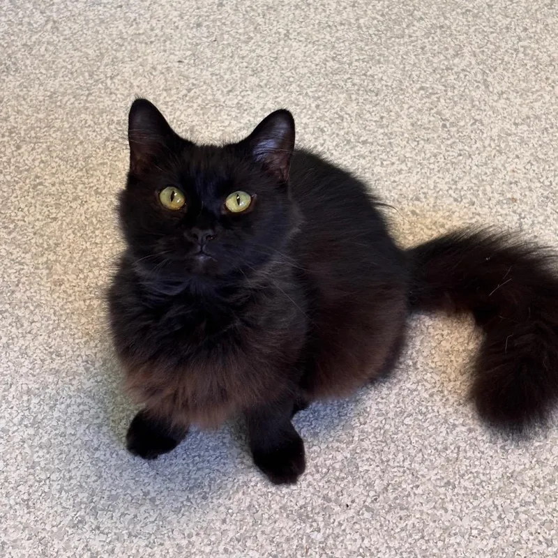 Mama Jade thumbnail 2