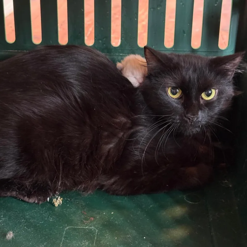 Mama Jade thumbnail 3