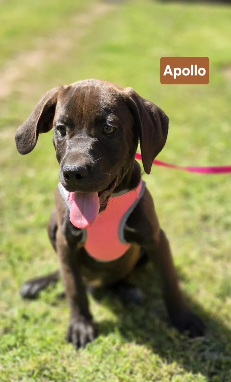 A young medium-sized male Labrador Retriever dog named Apollo for adoption in Milwaukee, WI
