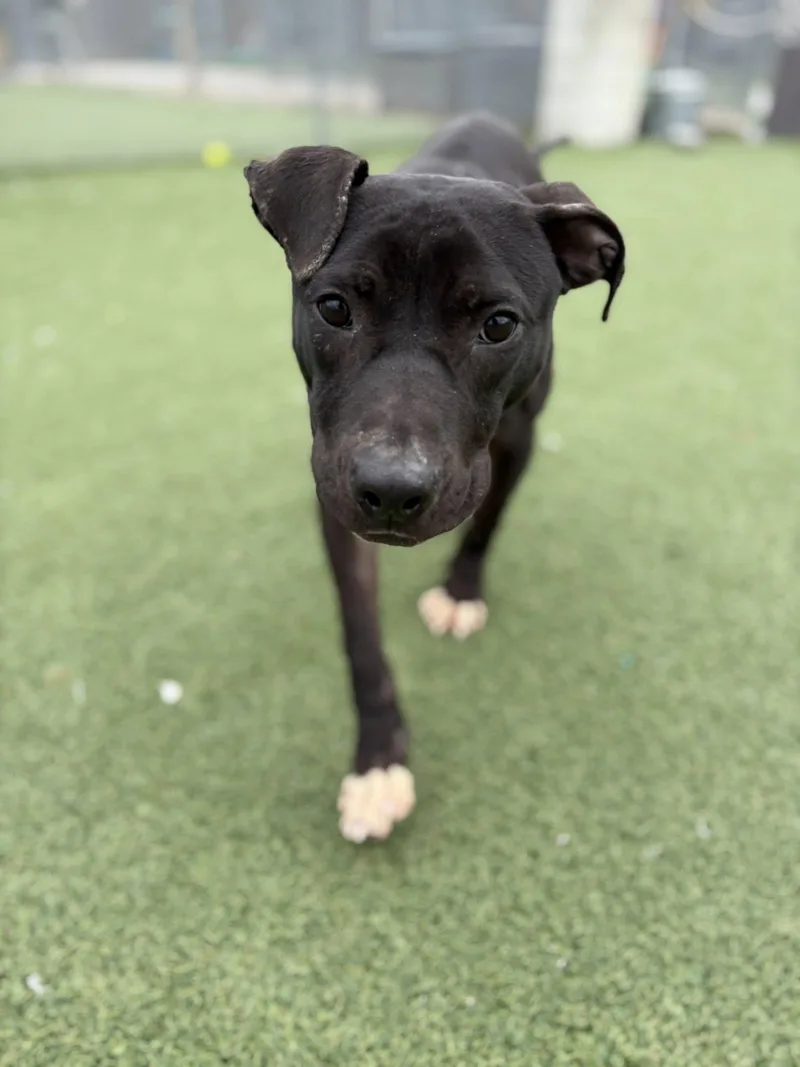 A baby medium-sized male Black Pit Bull Terrier dog named Ace for adoption in Cleveland, OH