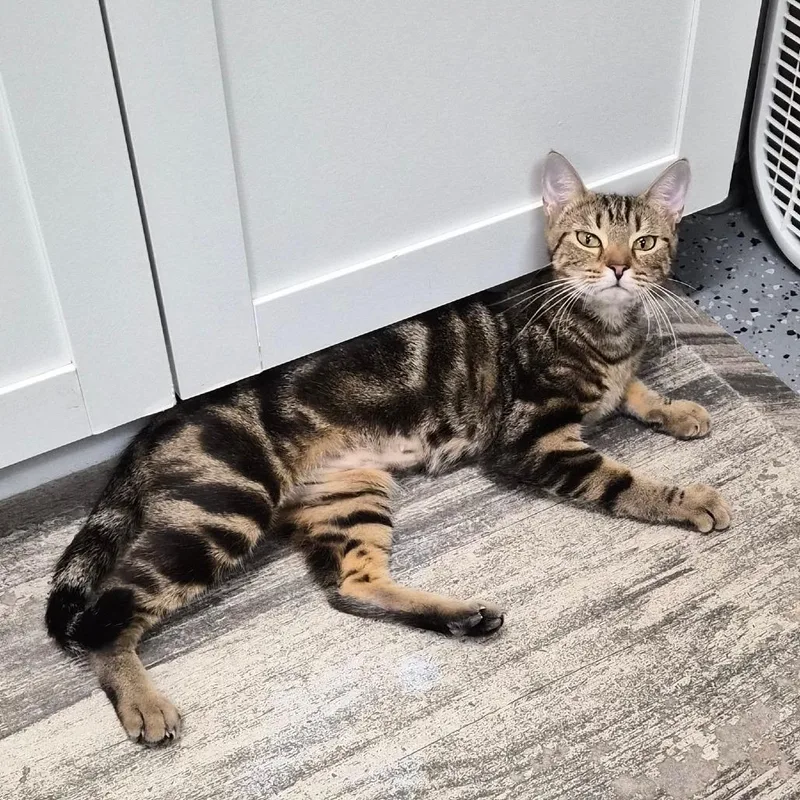 A young medium-sized female Domestic Short Hair cat named Pizza for adoption in Middleburg, FL