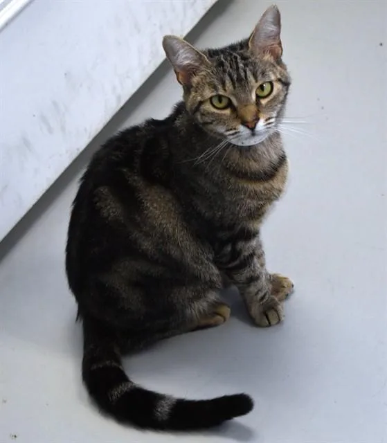 An adult small-sized female Domestic Short Hair cat named Meowgarita for adoption in Sarasota, FL