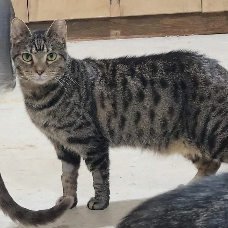 An adult medium-sized female Brown / Chocolate Domestic Short Hair cat named Pimento for adoption in Traverse City, MI