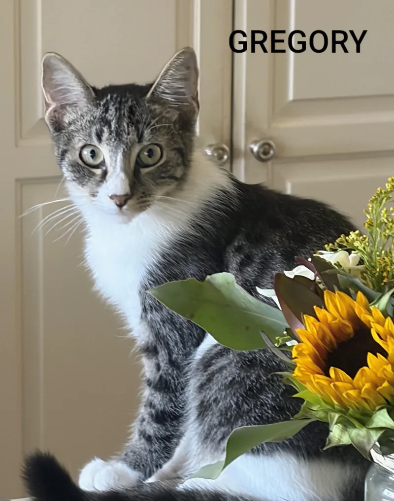 A baby medium-sized male Tabby (Gray / Blue / Silver) Domestic Short Hair cat named Gregory for adoption in Hawthorne, CA