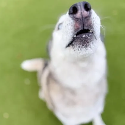 Moonshine thumbnail 2