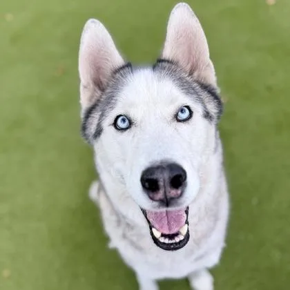 Moonshine thumbnail 3