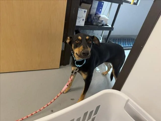 A young large-sized female Mixed Breed dog named A for adoption in Santa Fe, NM