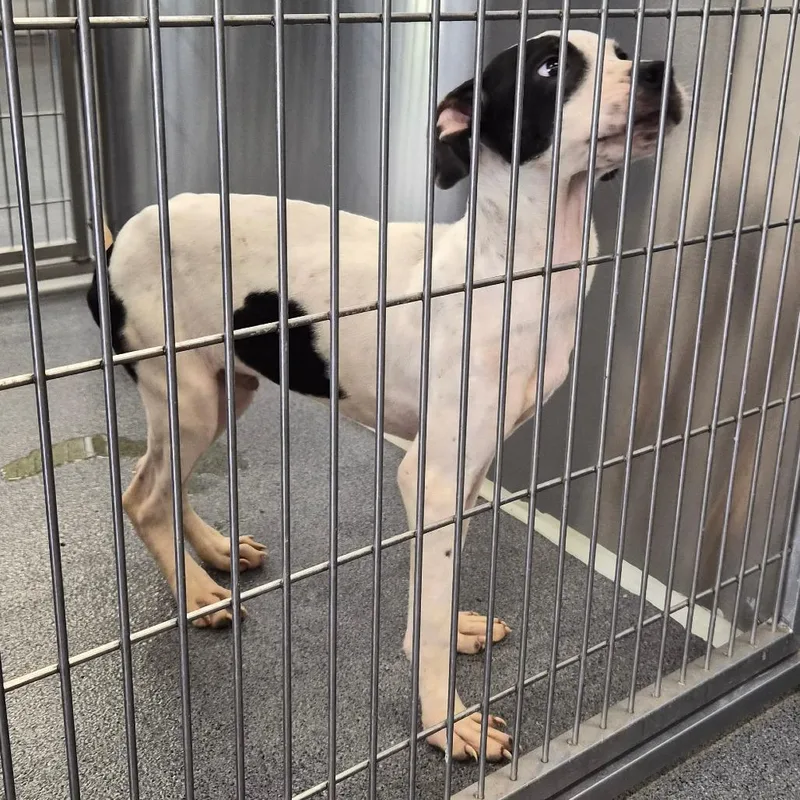 A baby small-sized male White / Cream Terrier dog named Harold for adoption in Montgomery, AL