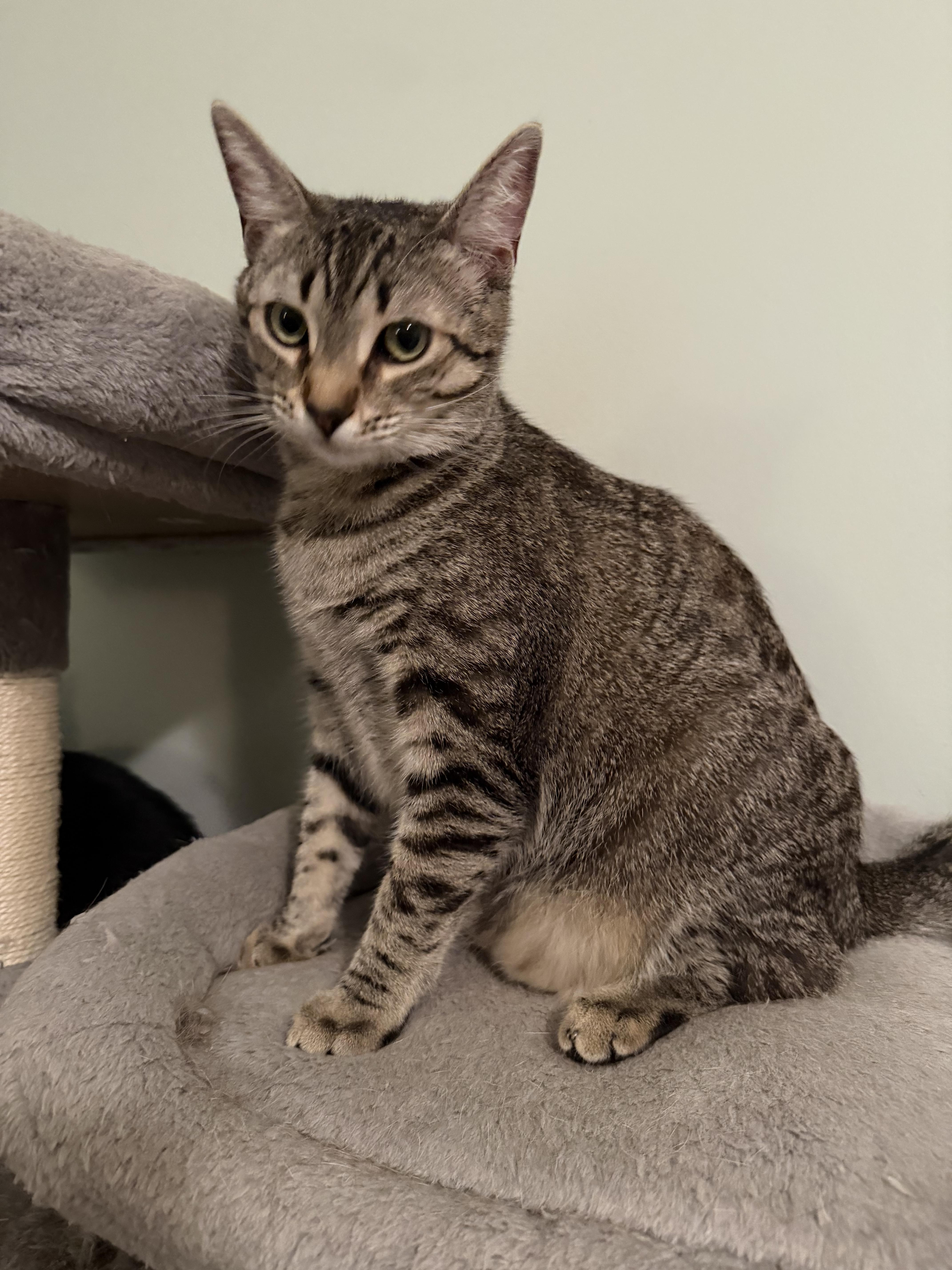 An adult medium-sized female Domestic Short Hair cat named Persephone for adoption in Greensboro, GA