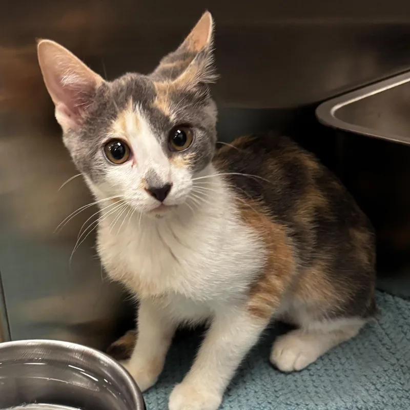 A baby medium-sized female Dilute Calico Domestic Short Hair cat named Cleopatra for adoption in Maple Shade, NJ