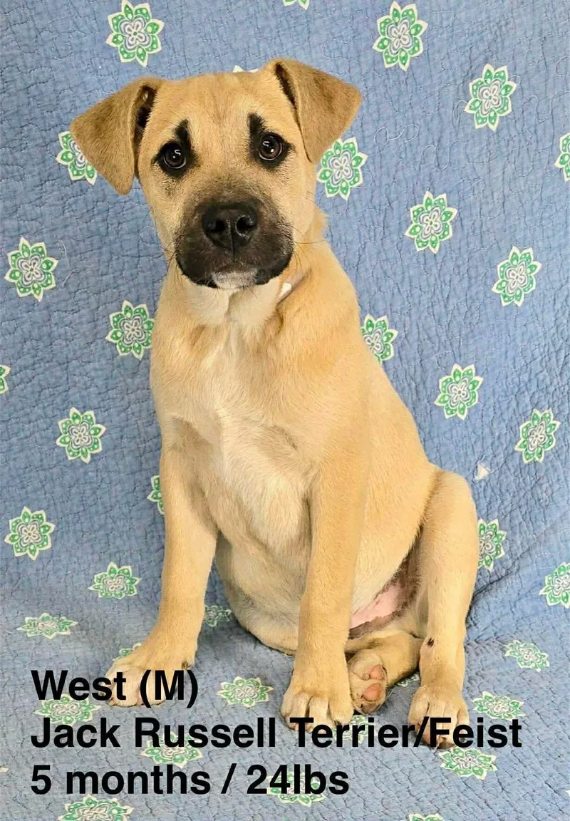A young medium-sized male Jack Russell Terrier dog named West for adoption in Pomfret Center, CT