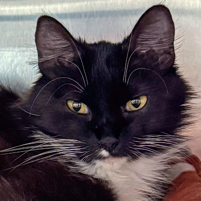 A young medium-sized female Black Domestic Short Hair cat named Kali for adoption in Kennebunk, ME