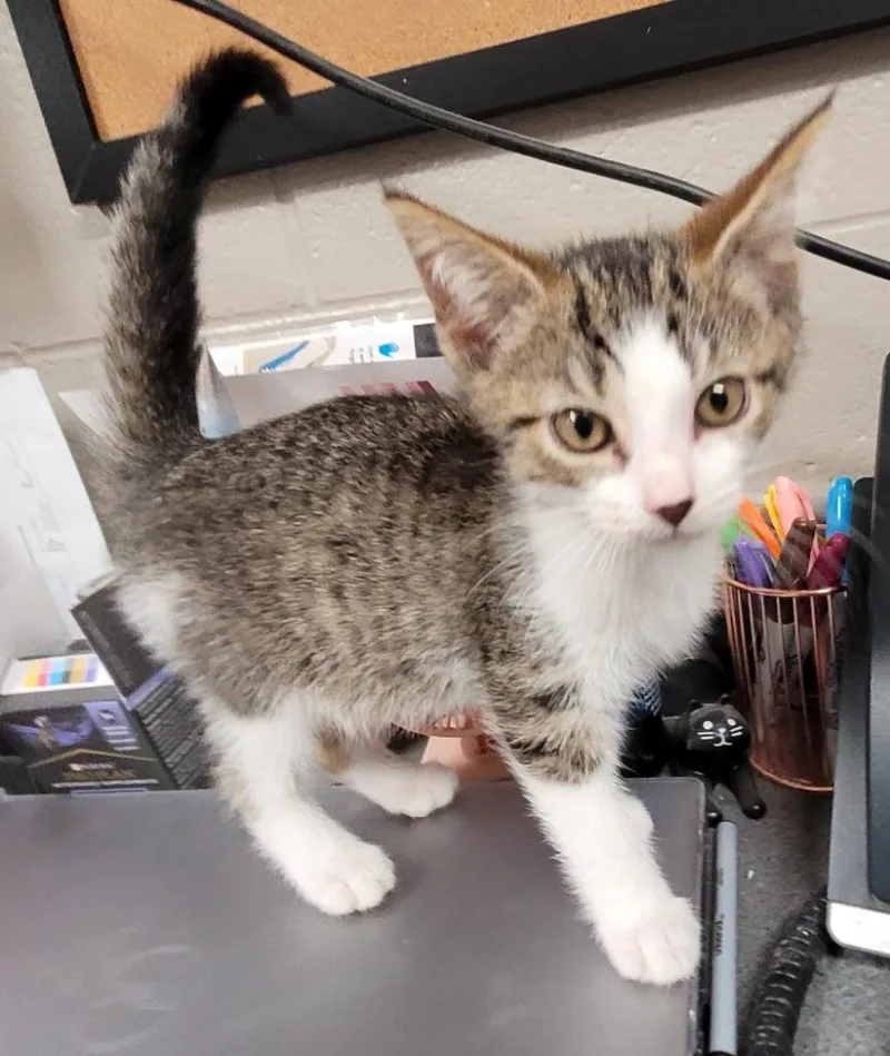 A baby small-sized female Domestic Short Hair cat named Norma for adoption in Hopkinsville, KY