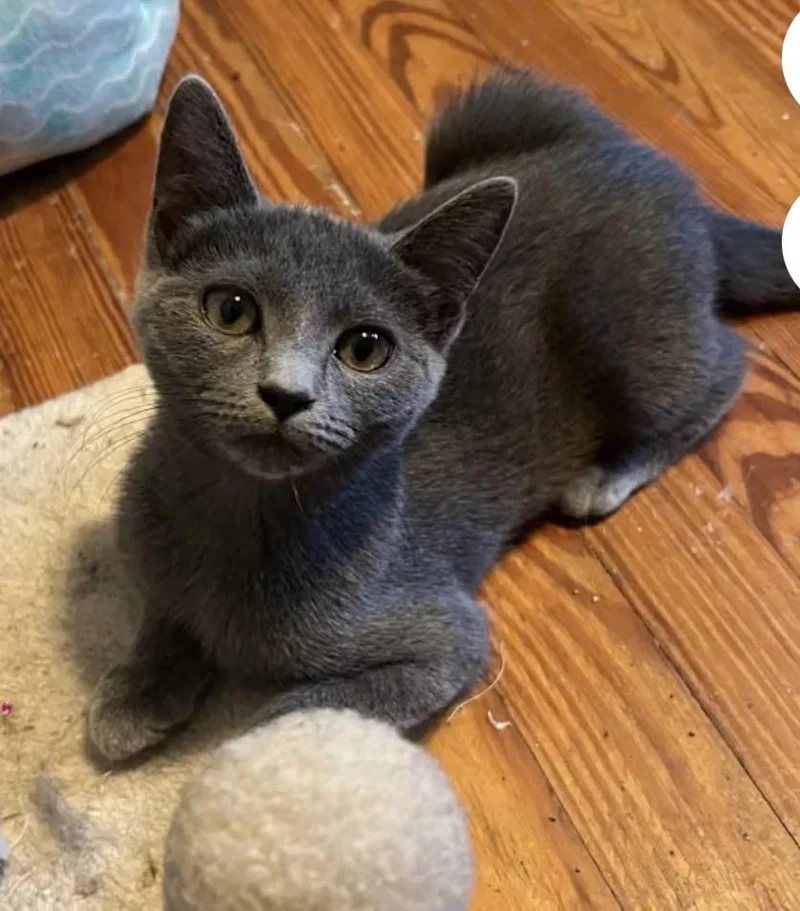 A baby medium-sized female Gray / Blue / Silver Domestic Short Hair cat named Vortex for adoption in York, PA