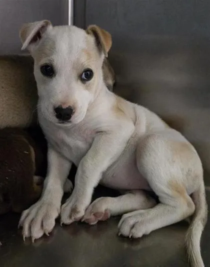 A baby large-sized female White / Cream Shepherd dog named Taffyta for adoption in El Paso, TX
