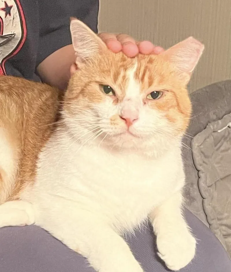 Señor Chester thumbnail 6