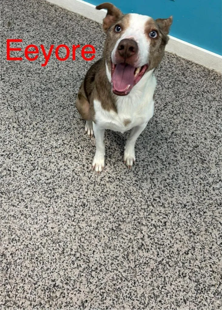 Eeyore