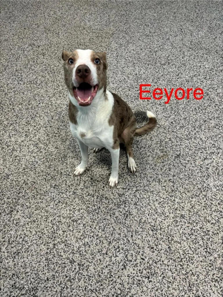Eeyore thumbnail 3