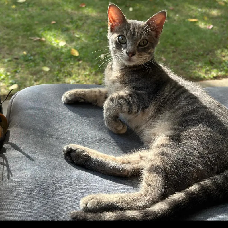A young small-sized male Gray / Blue / Silver Domestic Short Hair cat named Jacko'lantern for adoption in La Grange, KY