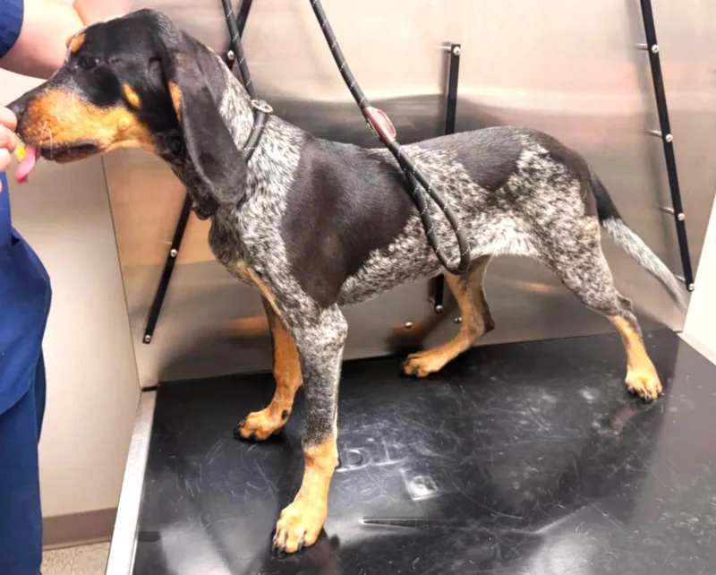 A baby medium-sized female Bluetick Coonhound dog named Petal for adoption in Leawood, KS