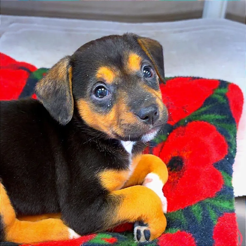 Precious thumbnail 3