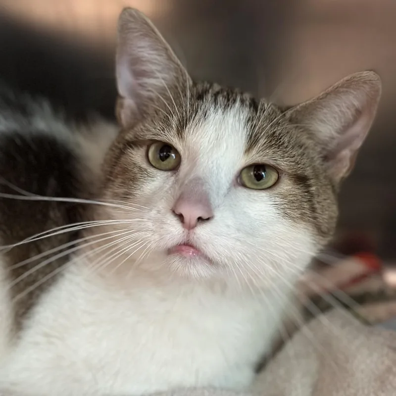An adult large-sized male Brown / Chocolate Domestic Short Hair cat named Milo for adoption in Matteson, IL