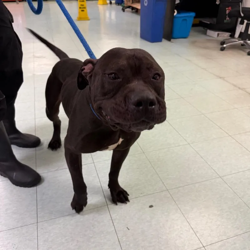 An adult large-sized male Black Pit Bull Terrier dog named Sarge for adoption in Philadelphia, PA