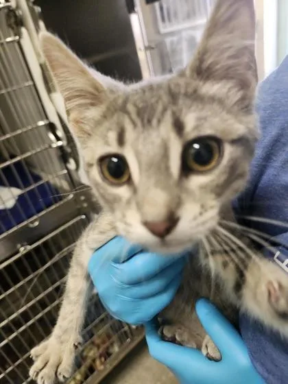 A young small-sized female Domestic Short Hair cat named Krispie for adoption in Columbus, IN