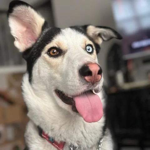 An adult medium-sized female White / Cream Husky dog named Ruby Rae Lm for adoption in Austin, TX