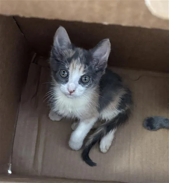 A baby medium-sized female Domestic Short Hair cat named Luna for adoption in Dallas, TX