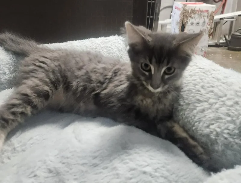 A young small-sized male Domestic Short Hair cat named Walker for adoption in Lexington, TN
