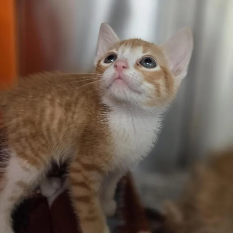 A baby small-sized female Orange / Red Domestic Short Hair cat named Isla for adoption in Houston, TX