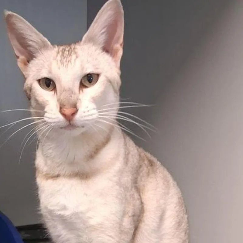 An adult medium-sized female White Oriental Short Hair cat named Shullahoney for adoption in Kingman, AZ