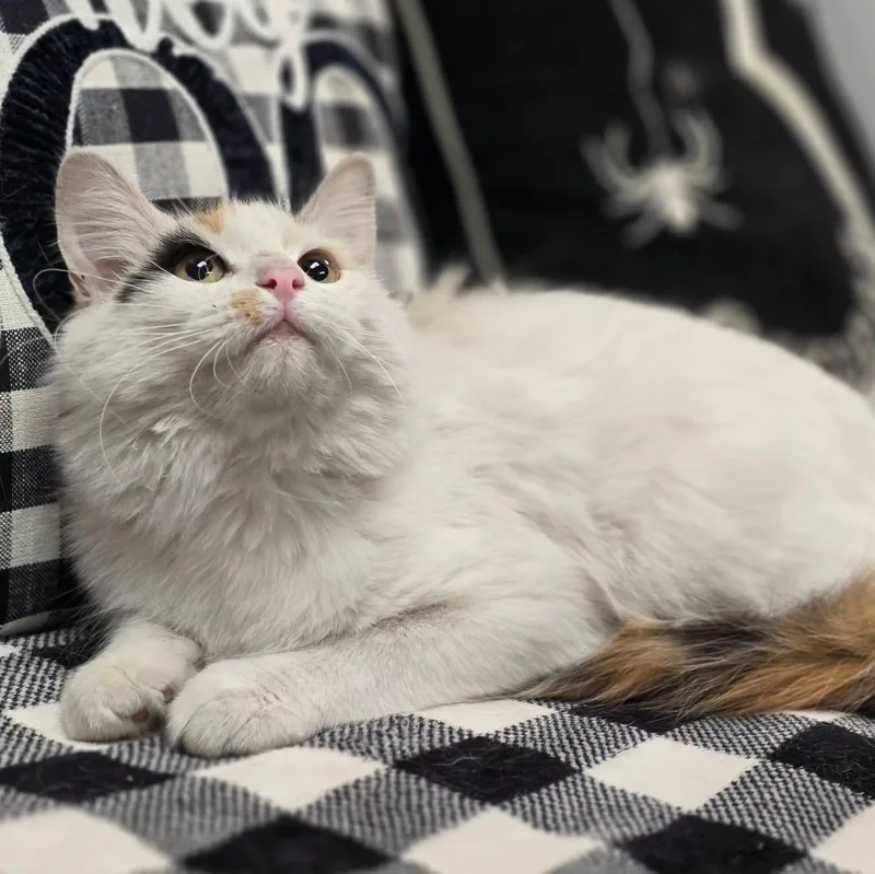 A young medium-sized female Domestic Medium Hair cat named Riddle for adoption in Effingham, IL