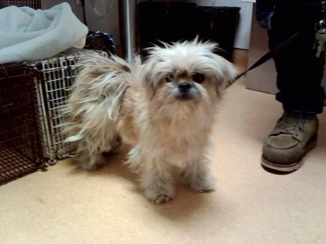 An adult small-sized female Terrier dog named Goldy for adoption in Martinez, CA
