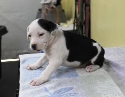 A baby medium-sized male Cattle Dog dog named Icarus for adoption in Picayune, MS