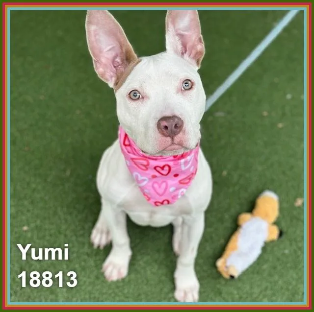 A baby medium-sized female White / Cream Pit Bull Terrier dog named Yumi for adoption in Marietta, GA