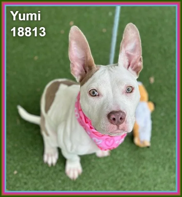 Yumi thumbnail 2