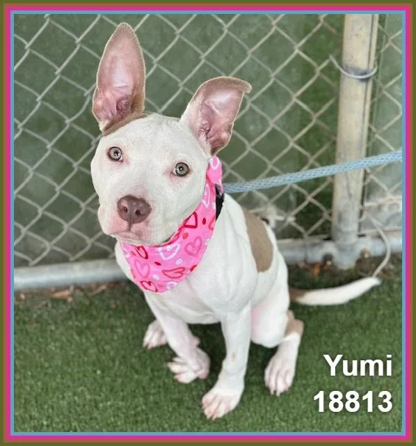 Yumi thumbnail 3