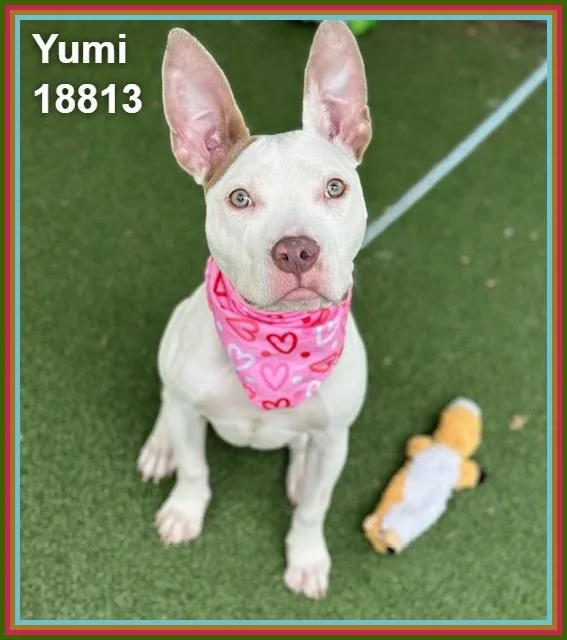 Yumi thumbnail 4