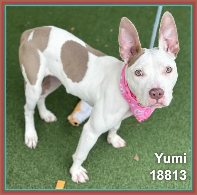 Yumi thumbnail 5