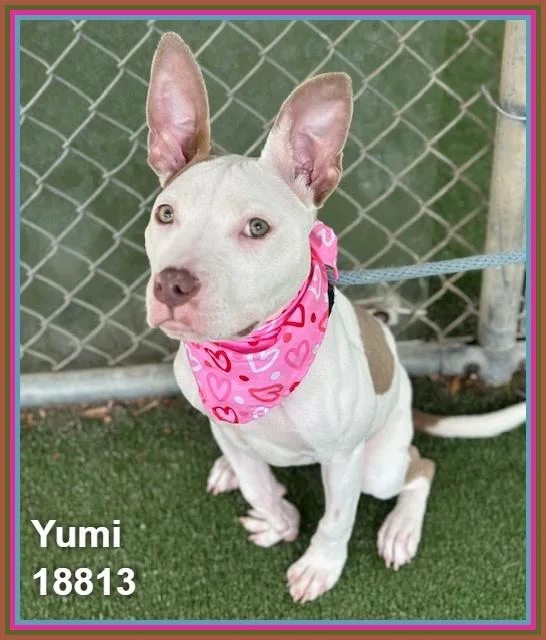 Yumi thumbnail 6