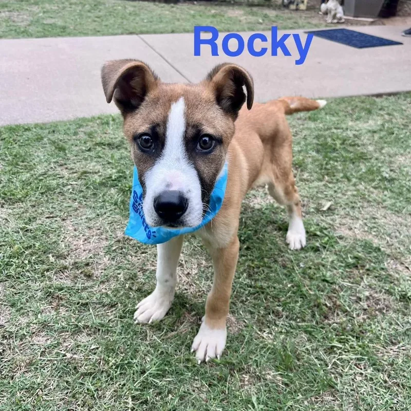 Rocky