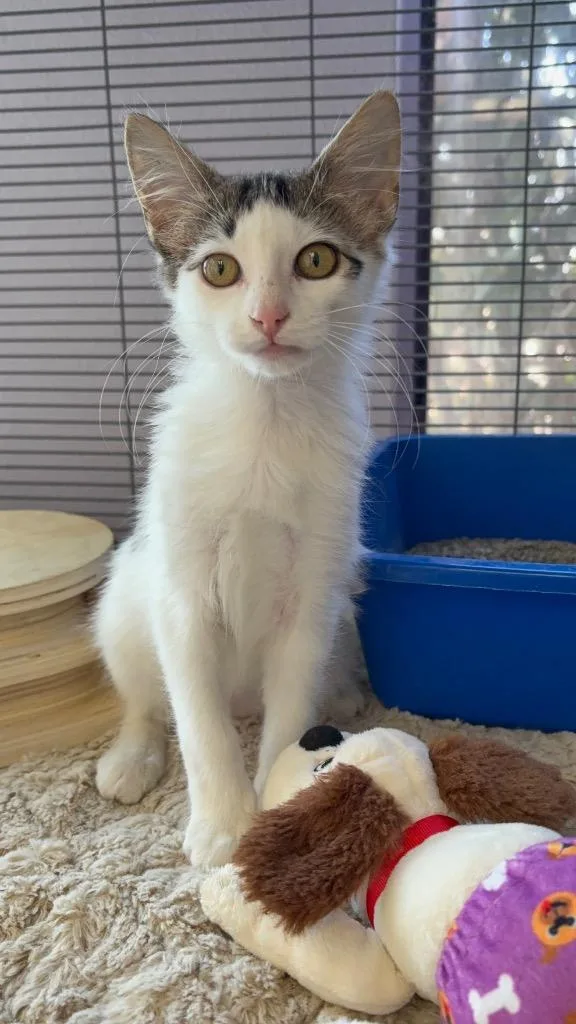 A baby small-sized female Domestic Long Hair cat named Lola for adoption in Lewisville, TX