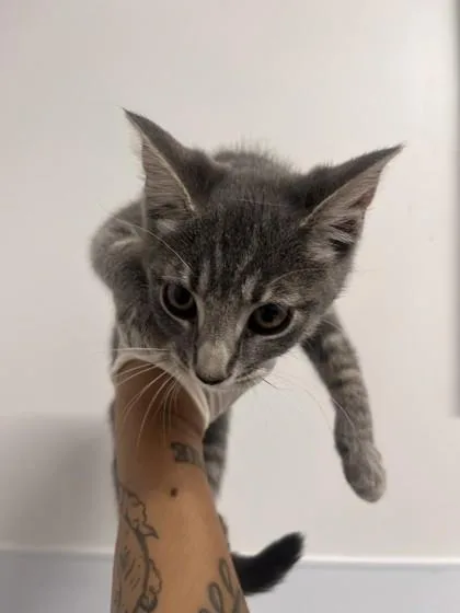 A baby small-sized female Domestic Short Hair cat named Summer Holiday for adoption in West Chester, PA