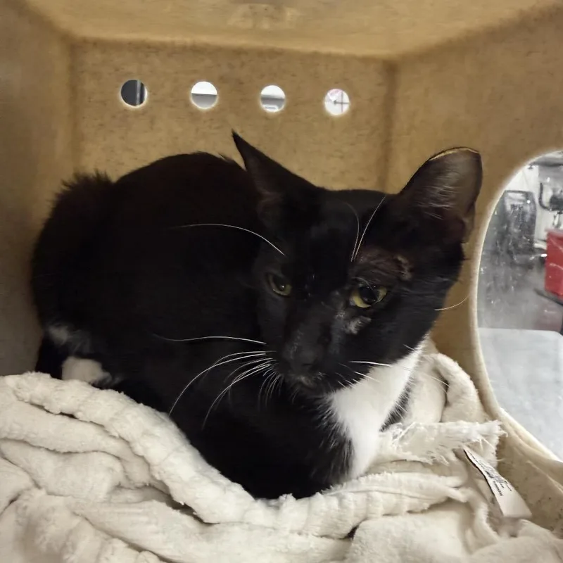 A young medium-sized female Black Domestic Short Hair cat named Rosie for adoption in Bastrop, TX